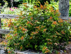 Hybrid Ninebark, Amber Jubilee
Millette Photomedia
