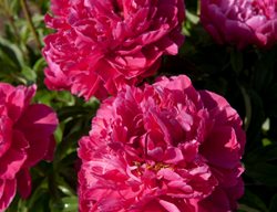 Hybrid Peony, Karl Rosenfield
Walters Gardens
