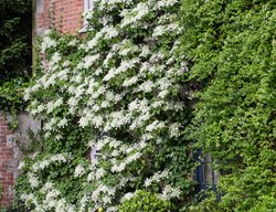 Hydrangea Anomala, Petiolaris, Climbing Hydrangea
Alamy Stock Photo
Brooklyn, NY