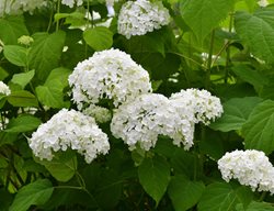Hydrangea Arborescens, Annabelle, White Flower
Shutterstock.com
New York, NY