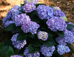 Hydrangea Blue Jangles, Blue Hydrangea
Proven Winners
Sycamore, IL