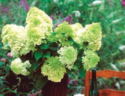 Hydrangea Cut Flowers
Proven Winners
Sycamore, IL