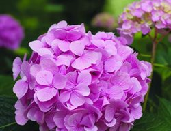 Hydrangea
Garden Design
Calimesa, CA