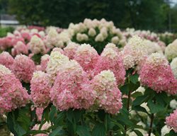Hydrangea Limelight Prime, Pink And White Hydrangea
Proven Winners
Sycamore, IL