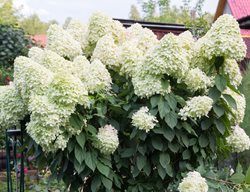 Hydrangea Paniculata, Limelight
Shutterstock.com
New York, NY