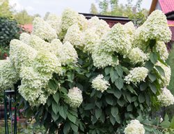 Hydrangea Paniculata, Limelight
Shutterstock.com
New York, NY