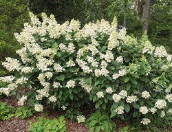 Hydrangea Paniculata Tardiva, Tardiva Panicle Hydrangea
Shutterstock.com
New York, NY