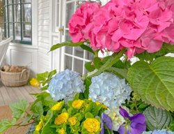 Hydrangea Planter On Porch
Garden Design
Calimesa, CA