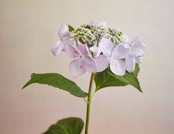 Hydrangea Pruning, Hydrangea Bloom
Garden Design
Calimesa, CA