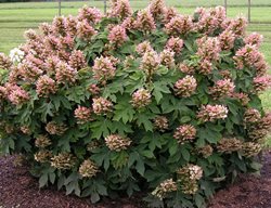 Hydrangea Quercifolia 'munchkin', Oakleaf Hydrangea
Spring Meadow Nursery
Grand Haven, MI