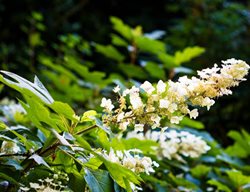 Hydrangea Quercifolia, Oakleaf Hydrangea, Snowy White Flowers
Garden Design
Calimesa, CA