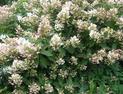 Hydrangea Quercifolia 'pee Wee', Oakleaf Hydrangea Pee Wee
Millette Photomedia

