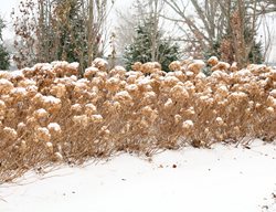 Hydrangea Winter, Incrediball
Proven Winners
Sycamore, IL