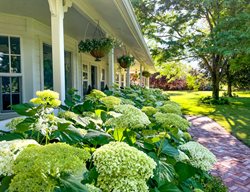 Hydrangeas And Porch
Garden Design
Calimesa, CA