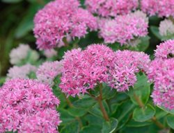 Hylotelephium Carl, Sedum, Pink Flower
Millette Photomedia
