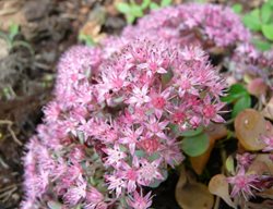 Hylotelephium Sieboldii, October Daphne, Pink Flower, Sedum
Pixabay
