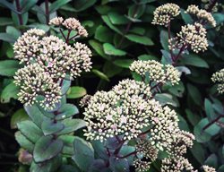 Hylotelephium Telephium, Matrona, Sedum
Shutterstock.com
New York, NY