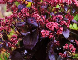 Hylotelephium Telephium, Purple Emperor, Sedum
Shutterstock.com
New York, NY