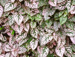 Hypoestes Phyllostachya, Speckled Houseplant
Shutterstock.com
New York, NY
