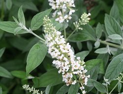 Ice Chip Butterfly Bush, Buddleia, White Flower
Proven Winners
Sycamore, IL