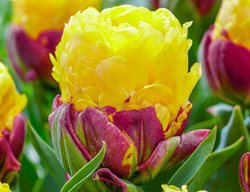 Ice Cream Banana Tulip, Double Late Tulip
Breck's 
