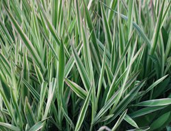 Ice Dance Sedge, Carex Morrowii
Shutterstock.com
New York, NY