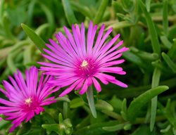 Ice Plant, Delosperma Cooperi, Ground Cover, Succulent
Shutterstock.com
New York, NY