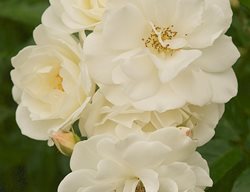 Iceberg Rose, Rosa, White Rose
Garden Design
Calimesa, CA