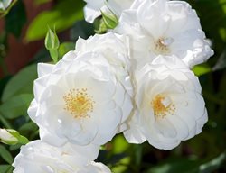 Iceberg Rose, White Flower, Climbing Rose
Shutterstock.com
New York, NY