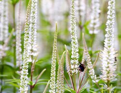 Icicle Spike Speedwell, Veronica Spicata
Alamy Stock Photo
Brooklyn, NY