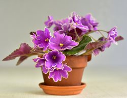 Icy Sunset African Violet, Violet And White African Violet
Shutterstock.com
New York, NY