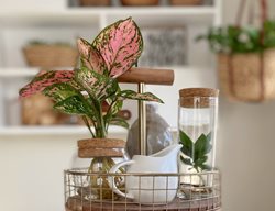 Igneous Ruby Crab Aglaonema, Chinese Evergreen
Proven Winners
Sycamore, IL