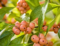 Ilex Verticillata 'aurantiaca', Winterberry
Jonathan Alderson Landscape Architects Inc.
Wayne, PA