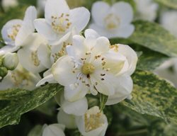 Illuminati Sparks Mockorange, Philadelphus Coronarius
Proven Winners
Sycamore, IL