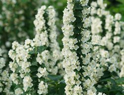 Illuminati Tower Flowers, Mock Orange Flowers
Proven Winners
Sycamore, IL