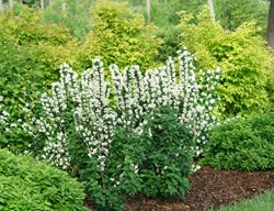 Illuminati Tower Mock Orange, Philadelphus Coronarius, Mock Orange Bush
Proven Winners
Sycamore, IL