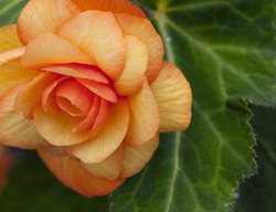 Illumination Apricot Shades Begonia, Begonia X Tuberhybrida
Proven Winners
Sycamore, IL
