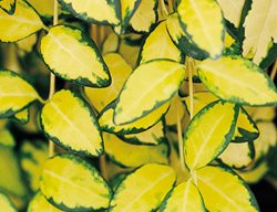 Illumination Periwinkle, Vinca Minor, Periwinkle Plant
Proven Winners
Sycamore, IL