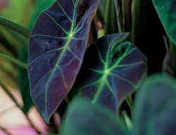 Illustris, Elephant's Ear, Colocasia
Proven Winners
Sycamore, IL