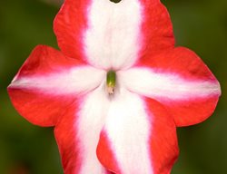 Imara Orange Star, Impatiens Walleriana, Orange And White Flower
Syngenta Flowers
Gilroy, CA