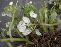 Impatiens Downy Mildew
University of Wisconsin
