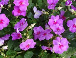 Impatiens, Purple Flower, Pink Flower
Pixabay
