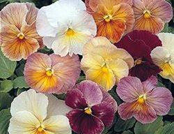 Imperial Antique Pansies, Pansy Flowers
Flickr
