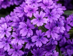 Imperial Blue Verbena, Verbena Hybrid
Proven Winners
Sycamore, IL