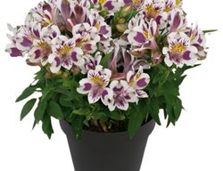 Inca Magic Alstroemeria, Peruvian Lily
Proven Winners
Sycamore, IL
