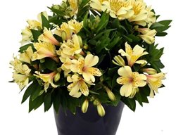 Inca Sundance Peruvian Lily, Alstroemeria
Proven Winners
Sycamore, IL