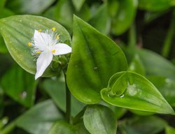 Inch Plant Tradescantia, Tradescantia Fluminensis
Shutterstock.com
New York, NY
