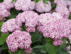 Incrediball Blush Hydrangea, Smooth Hydrangea
Proven Winners
Sycamore, IL