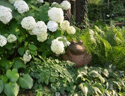Incrediball Hydrangea And Frog Statue
Garden Design
Calimesa, CA