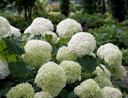 Incrediball Hydrangea, Hydrangea Arborescens
Proven Winners
Sycamore, IL